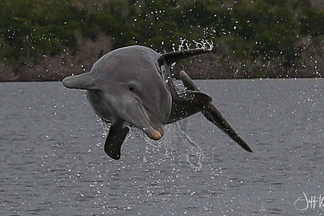 Two-Hour Everglades Dolphin, Manatee and Birding Boat Tour - How much value do you get for $109.95?