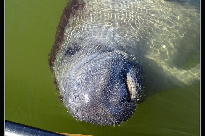 Two-Hour Everglades Dolphin, Manatee and Birding Boat Tour - Low tide, shell beaches, and small creatures