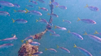 West Palm Beach: Beginner Jet Snorkel Tour with Videos