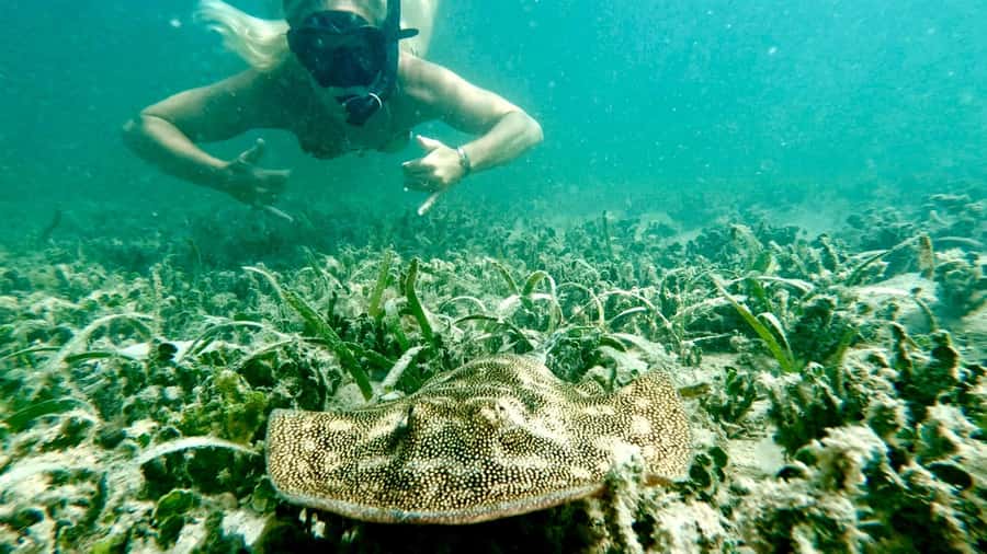 West Palm Beach: Beginner Snorkel Tour with Turtles & Videos - Key things to know before you book