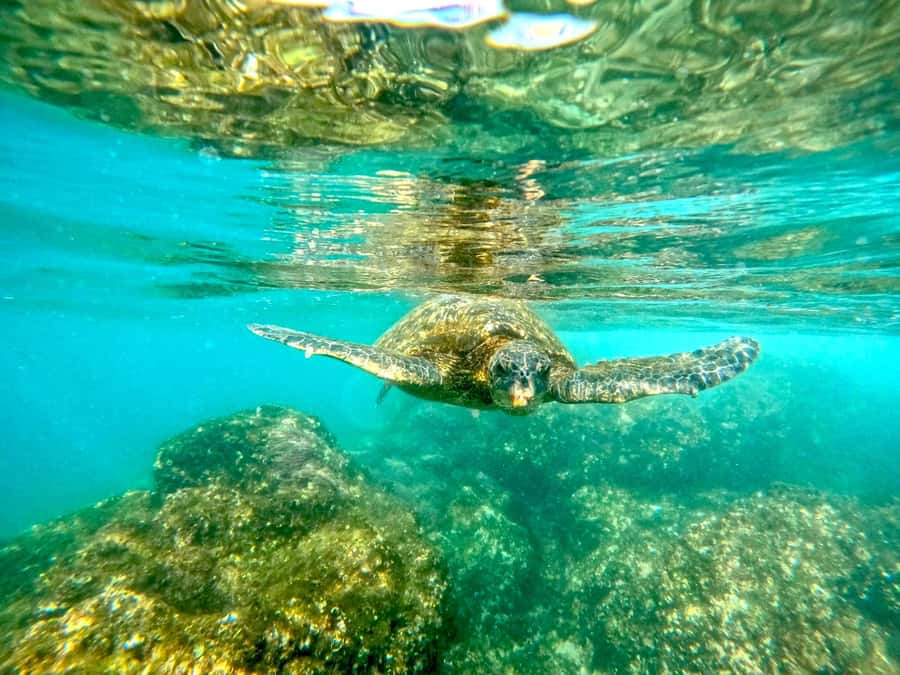 West Palm Beach: Beginner Snorkel Tour with Turtles & Videos - Who will enjoy this activity most