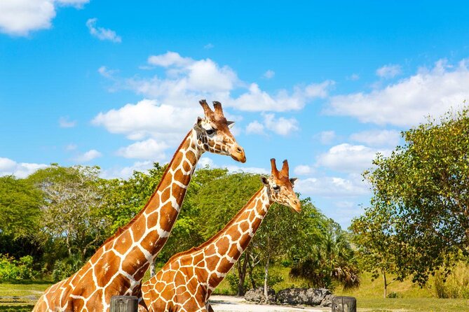 Zoo Miami Ticket with Optional Upgrade - Key points to know before you go