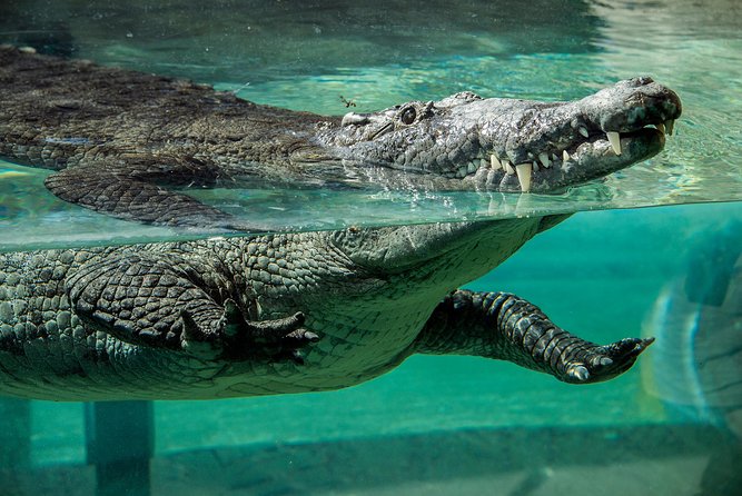 Zoo Miami Ticket with Optional Upgrade - Giraffe feeding, parrots, and extra activities